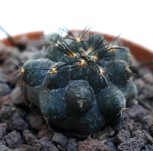 Copiapoa cinerea X griseoviolacea WE325