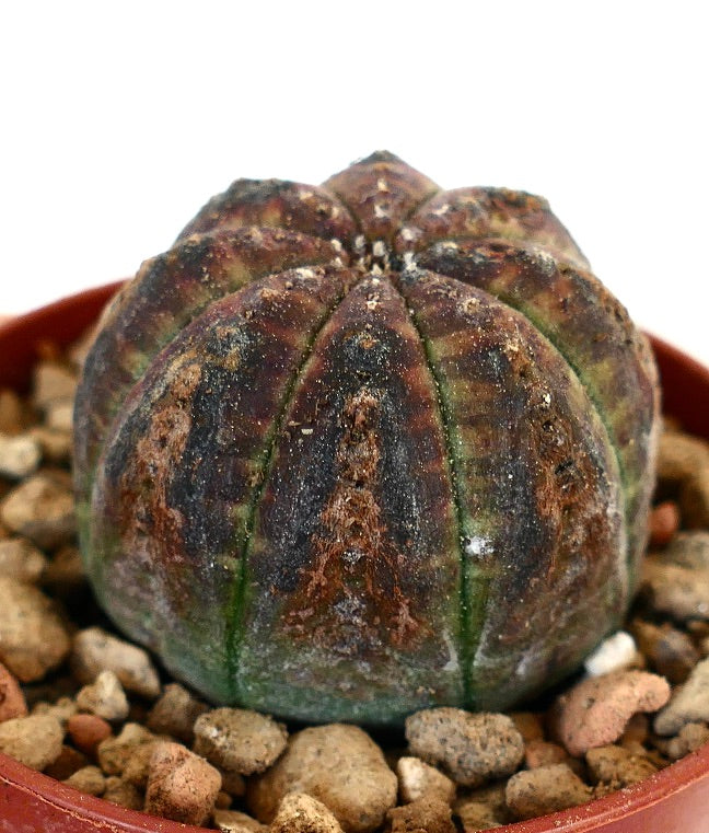 Euphorbia obesa BROWN MARKS OT12