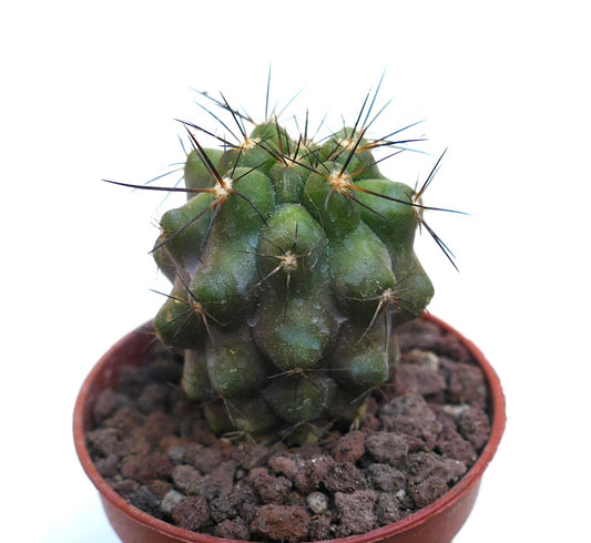 Copiapoa cinerea x atacamensis 20JFK