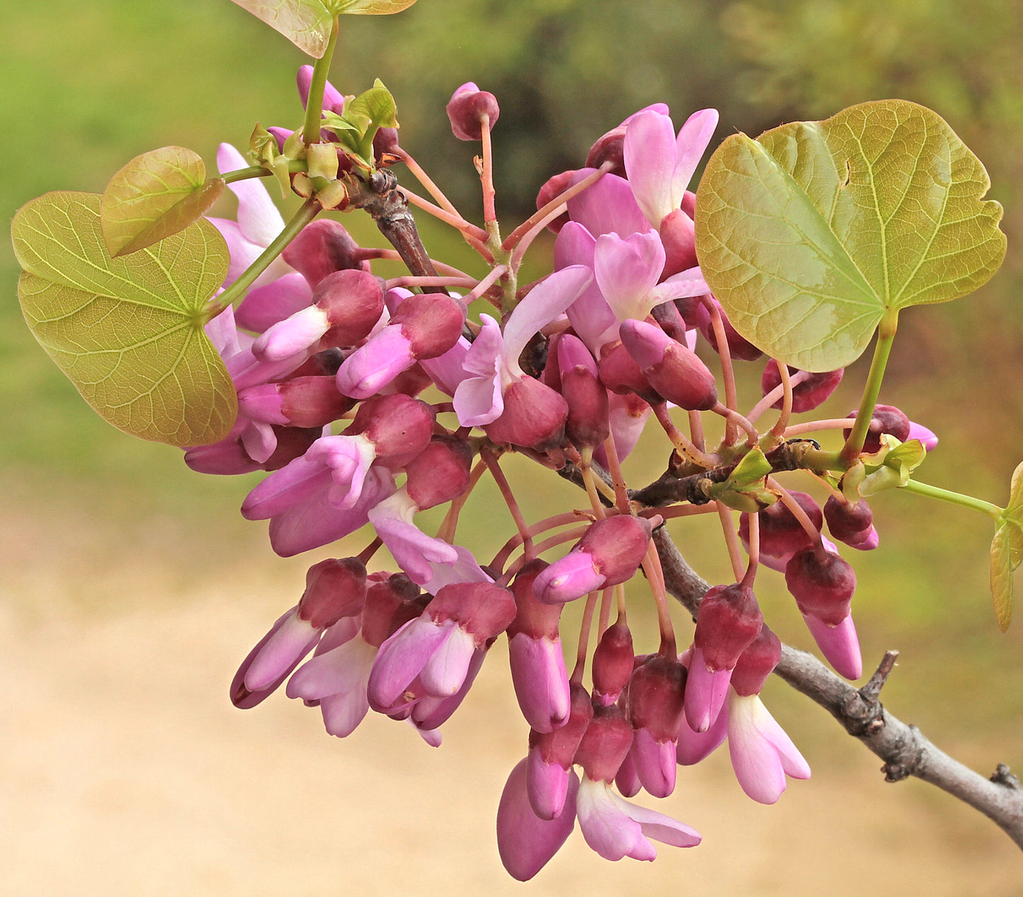 Cercis siliquastrum var. rosea SEMI