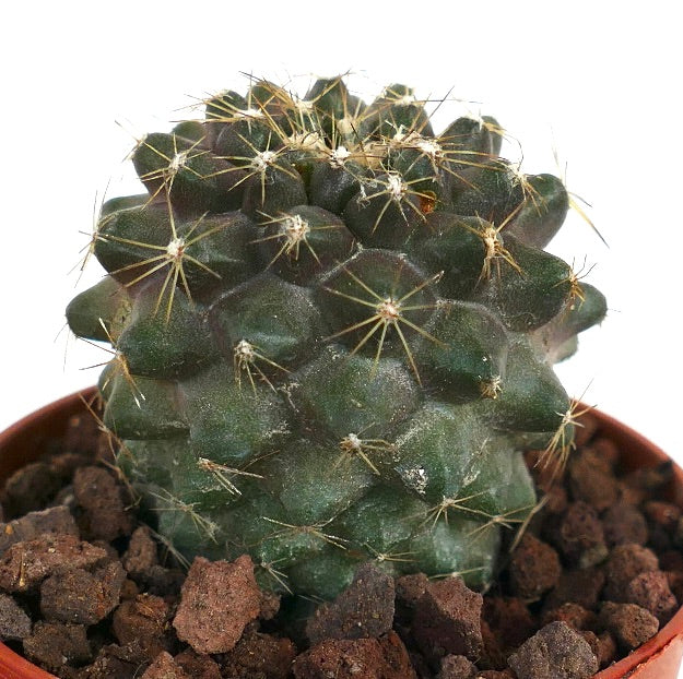 Copiapoa humilis X tenuissima WHITE SPINES SEMP15