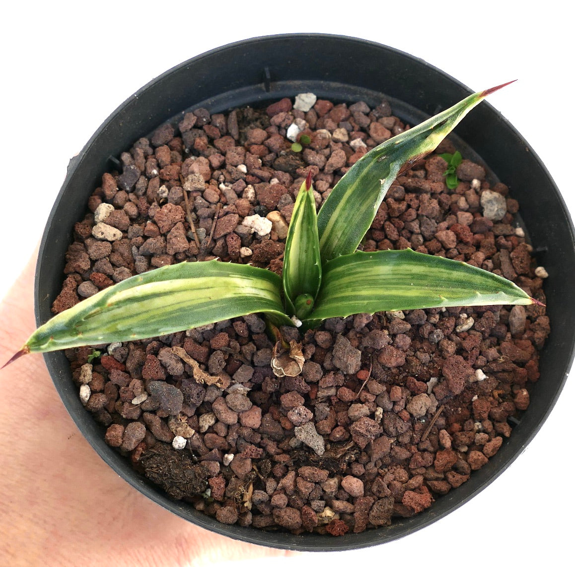 Agave americana STRIATA VARIEGATED 3AB