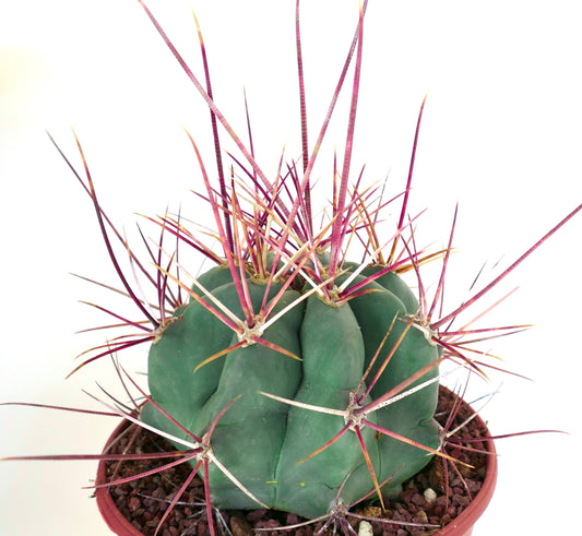 Ferocactus rectispinus SEEDS