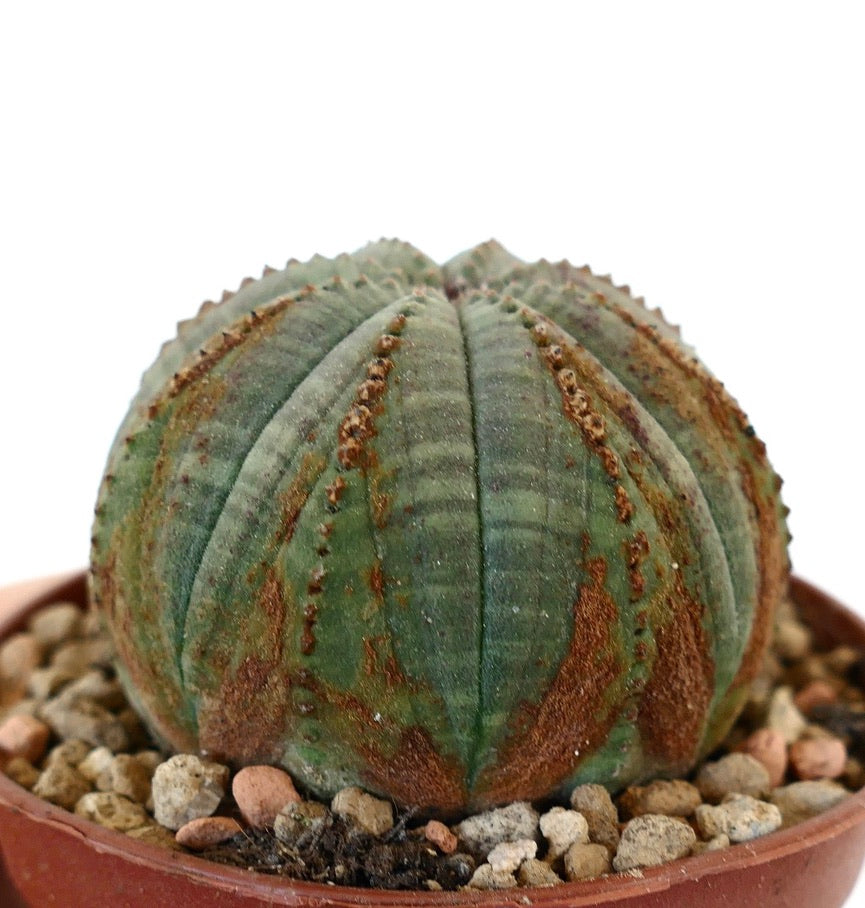 Euphorbia obesa FNZ33