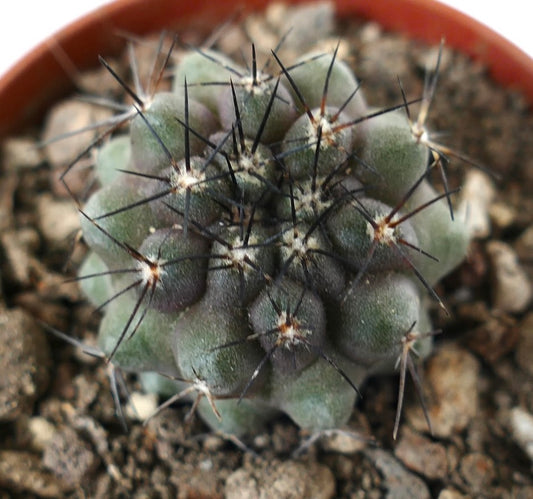 Copiapoa cinerea x humilis small succulent cactus with dense black spines and rounded tubercles