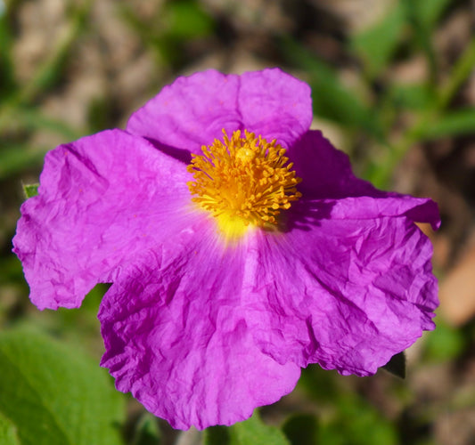 Cistus incanus 30-50cm