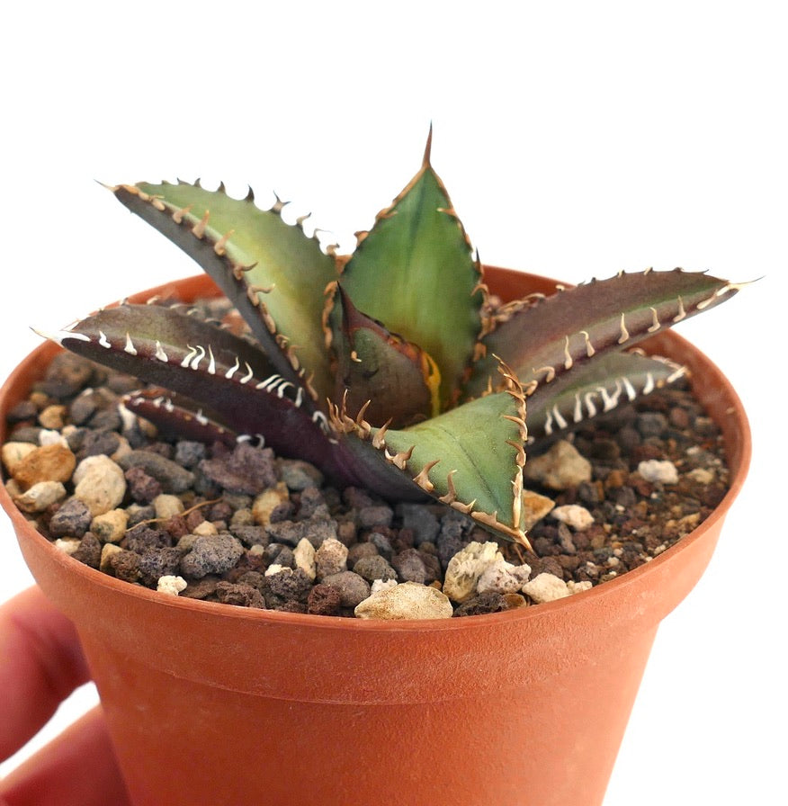 Agave titanota cv SHARK SHOUI 866