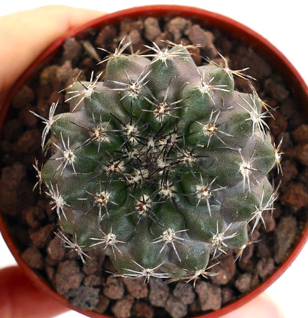 Copiapoa dura X cinerea RTA66