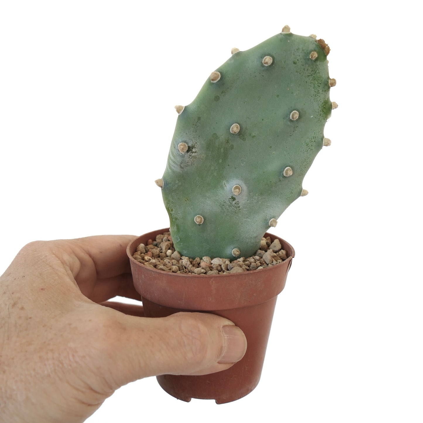 Opuntia sp. "BAKAMI" ex Thailand (unrooted) LZ31