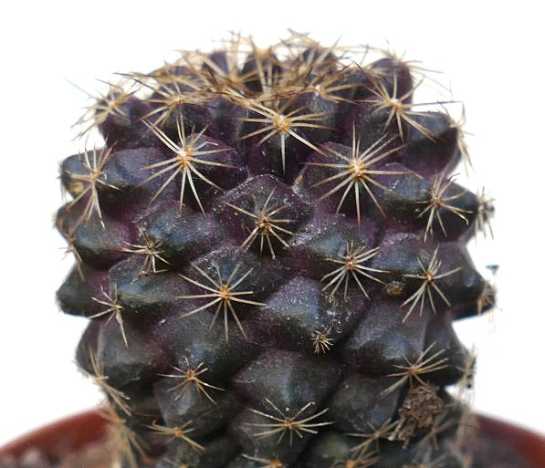 Copiapoa tenuissima SAB34