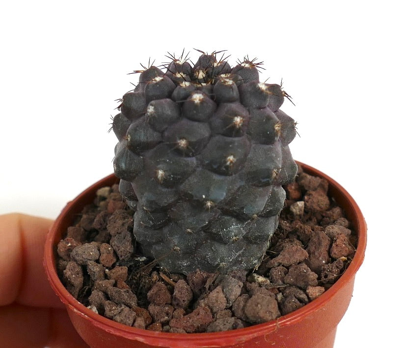 Copiapoa cinerea X griseoviolacea VEN4