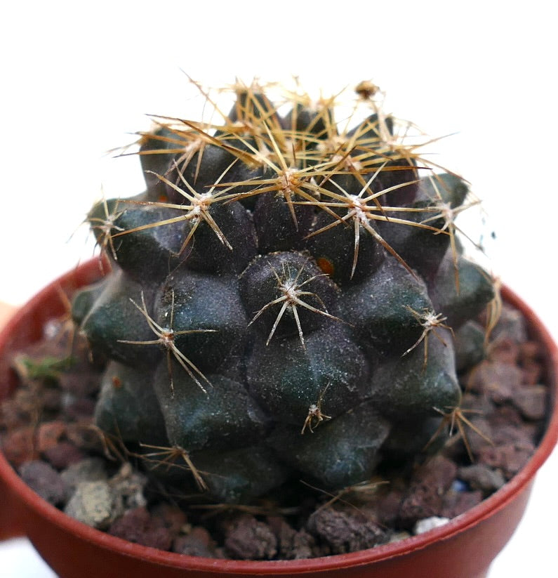 Copiapoa goldii SAB12