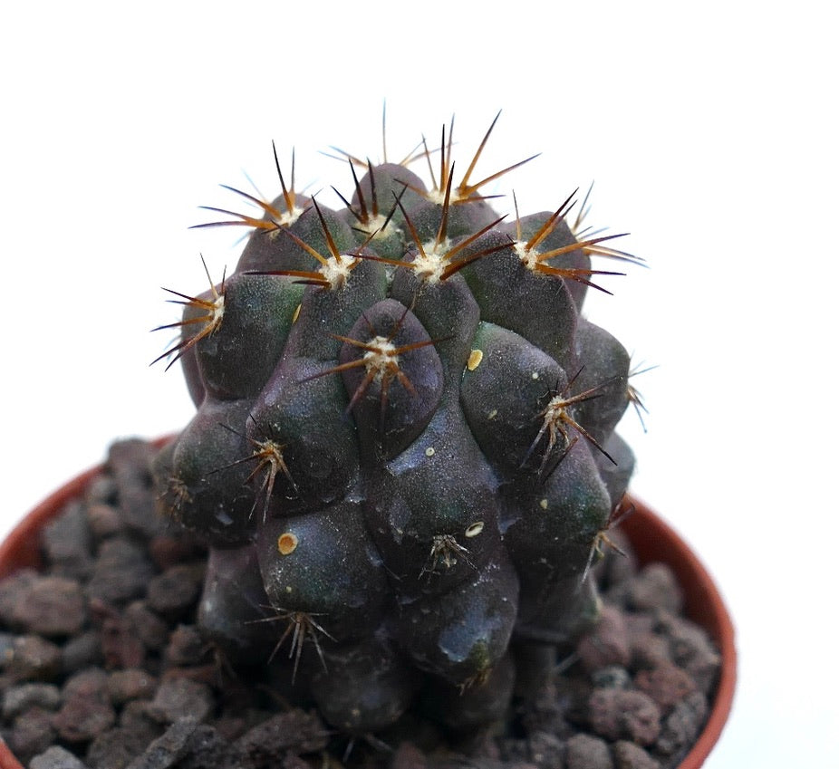 Copiapoa cinerea X griseoviolacea WE314