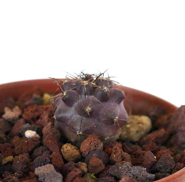 Copiapoa griseoviolacea "SHADOW"