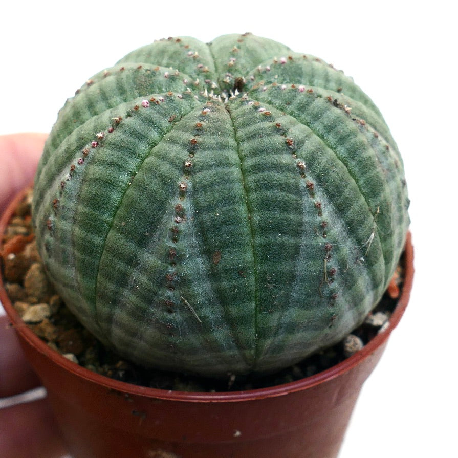 Euphorbia symmetrica GREEN