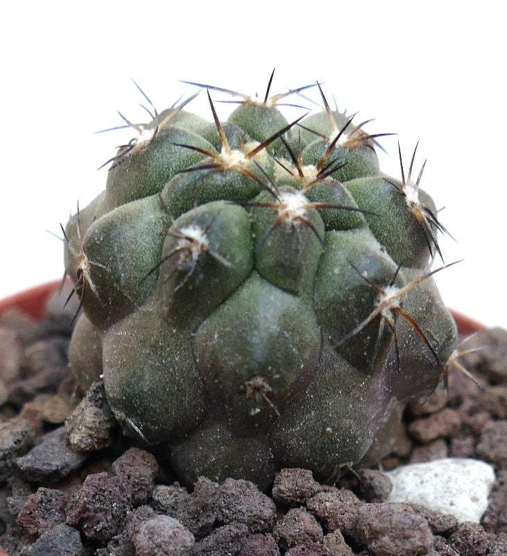 Copiapoa hypogaea X fiedleriana AV6