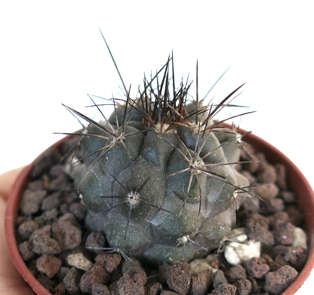 Copiapoa atacamensis N7