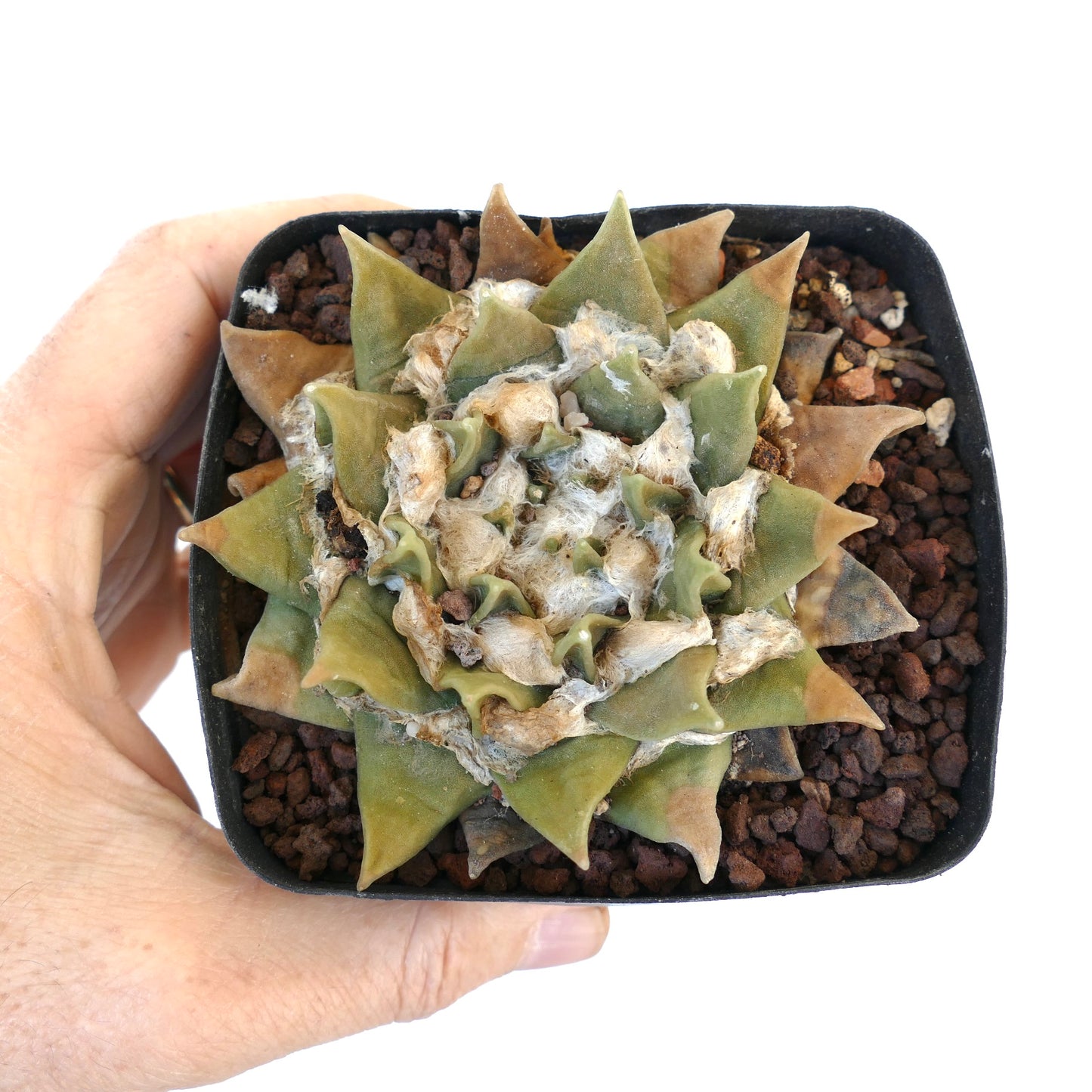 Ariocarpus retusus ssp. scapharostroides C8