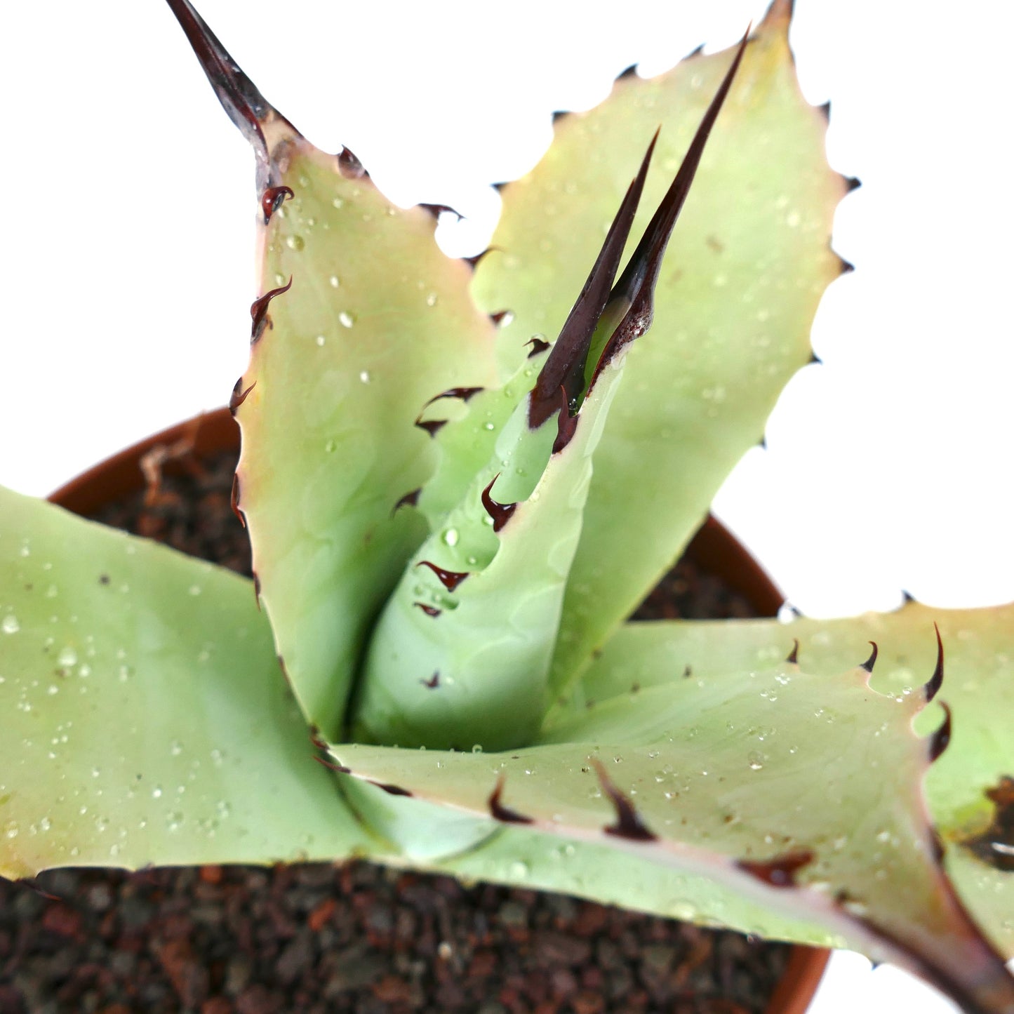 Agave bovicornuta X Agave applanata (Mr Corsi) MM9