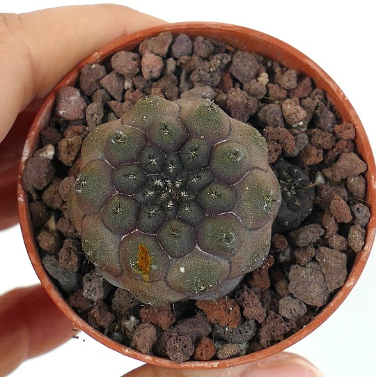 Copiapoa hypogaea JSM74