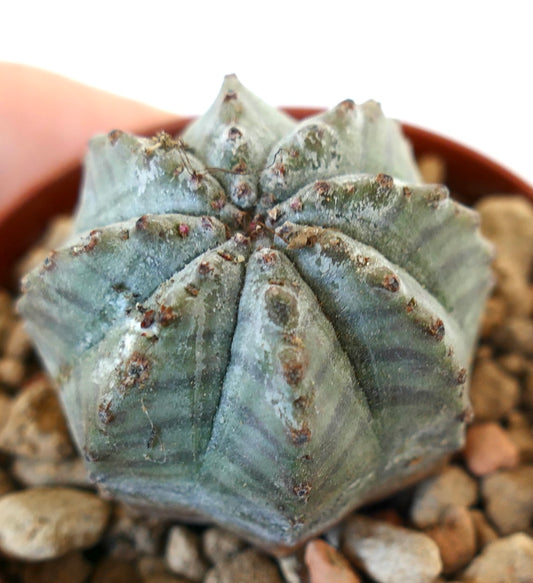 Euphorbia obesa X Euphorbia horrida 20K