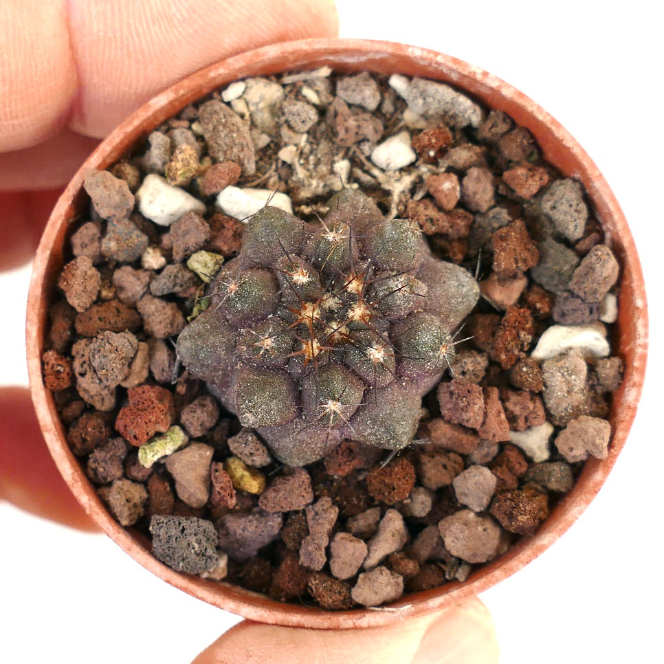 Copiapoa cinerea X humilis 43