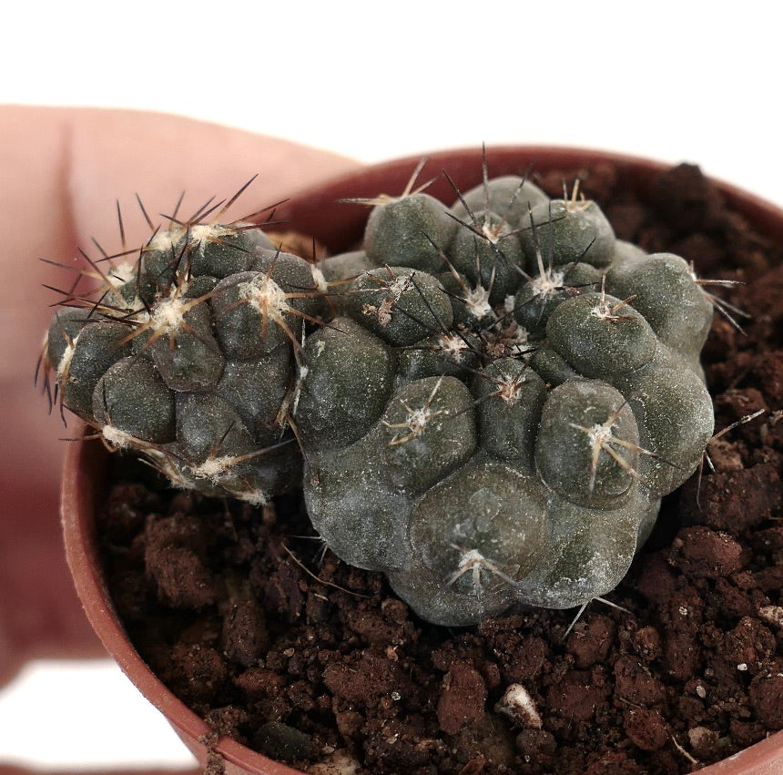 Copiapoa cinerea X hypogaea (branched) 005