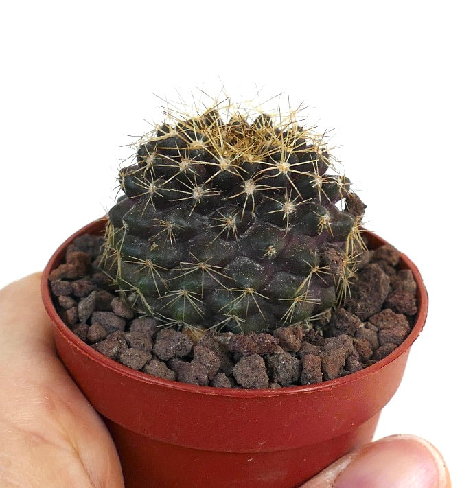 Copiapoa serpentisulcata X Copiapoa tenuissima 1369ZX