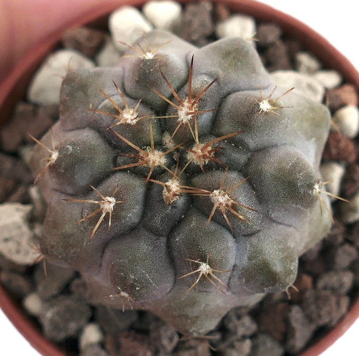 Copiapoa cinerea X Copiapoa columna-alba 531