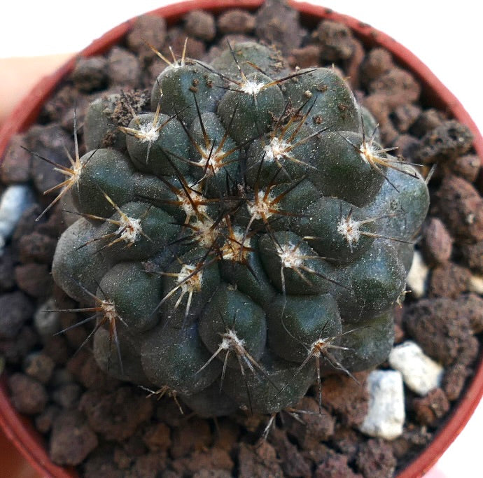 Copiapoa cinerea X tenuissima RNM3