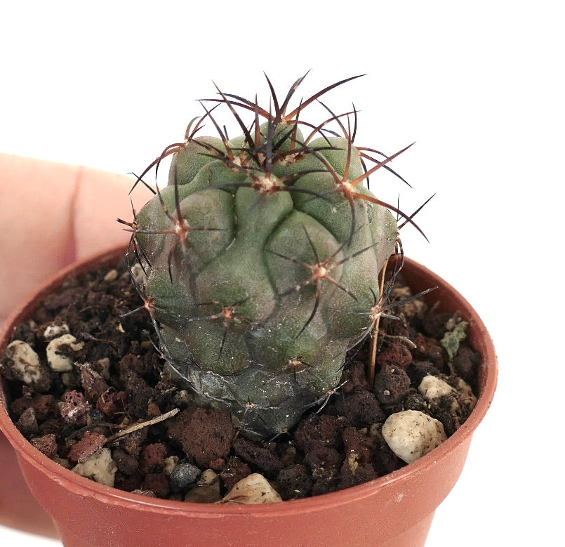 Copiapoa solaris X bridgesii 11P