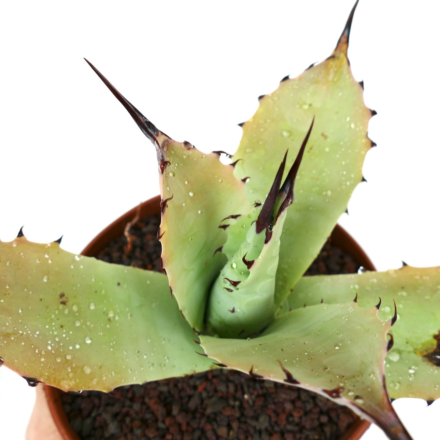 Agave bovicornuta X Agave applanata (Mr Corsi) MM9