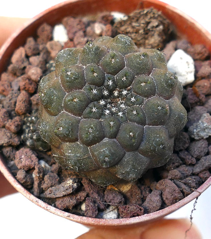 Copiapoa hypogaea GREY SAB90