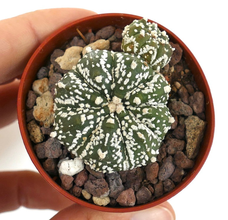 Astrophytum cv HANAZONO x SUPERKABUTO 7ZF