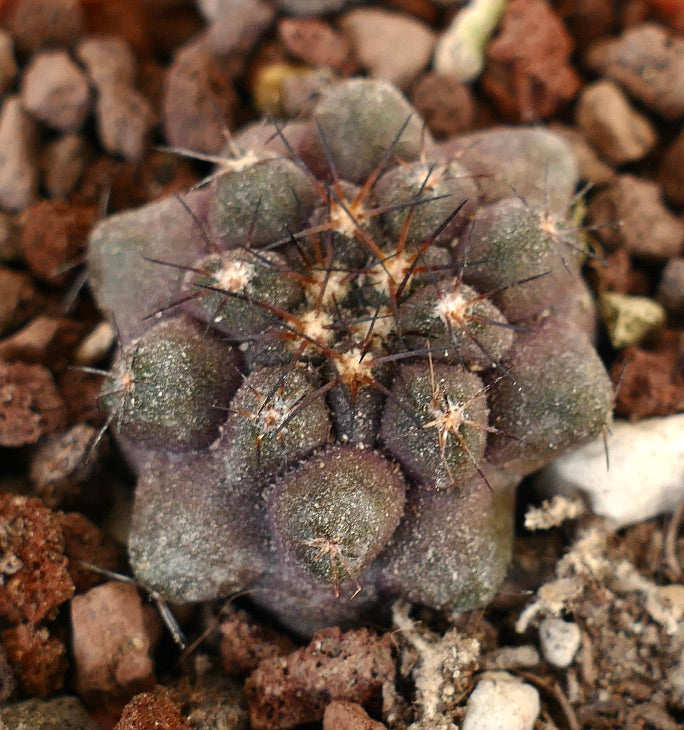 Copiapoa cinerea X humilis 43