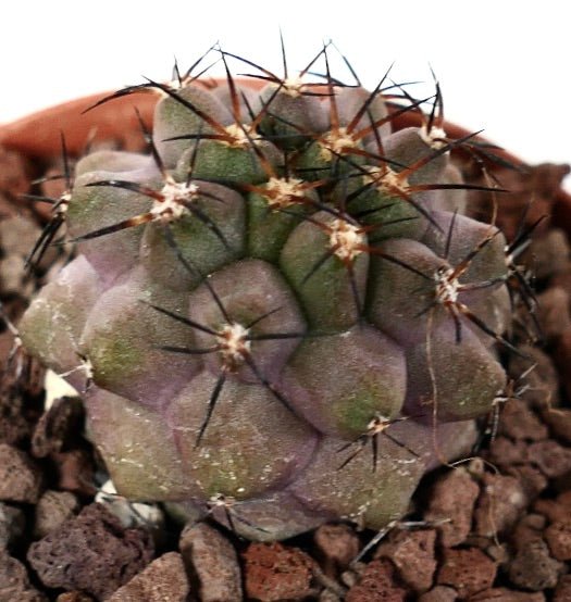 Copiapoa griseoviolacea X serpentisulcata J73