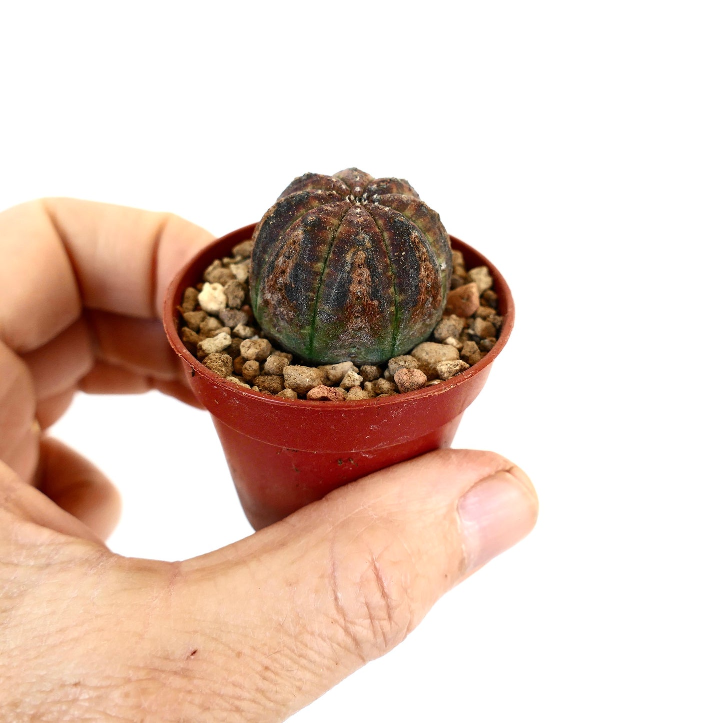 Euphorbia obesa BROWN MARKS OT12