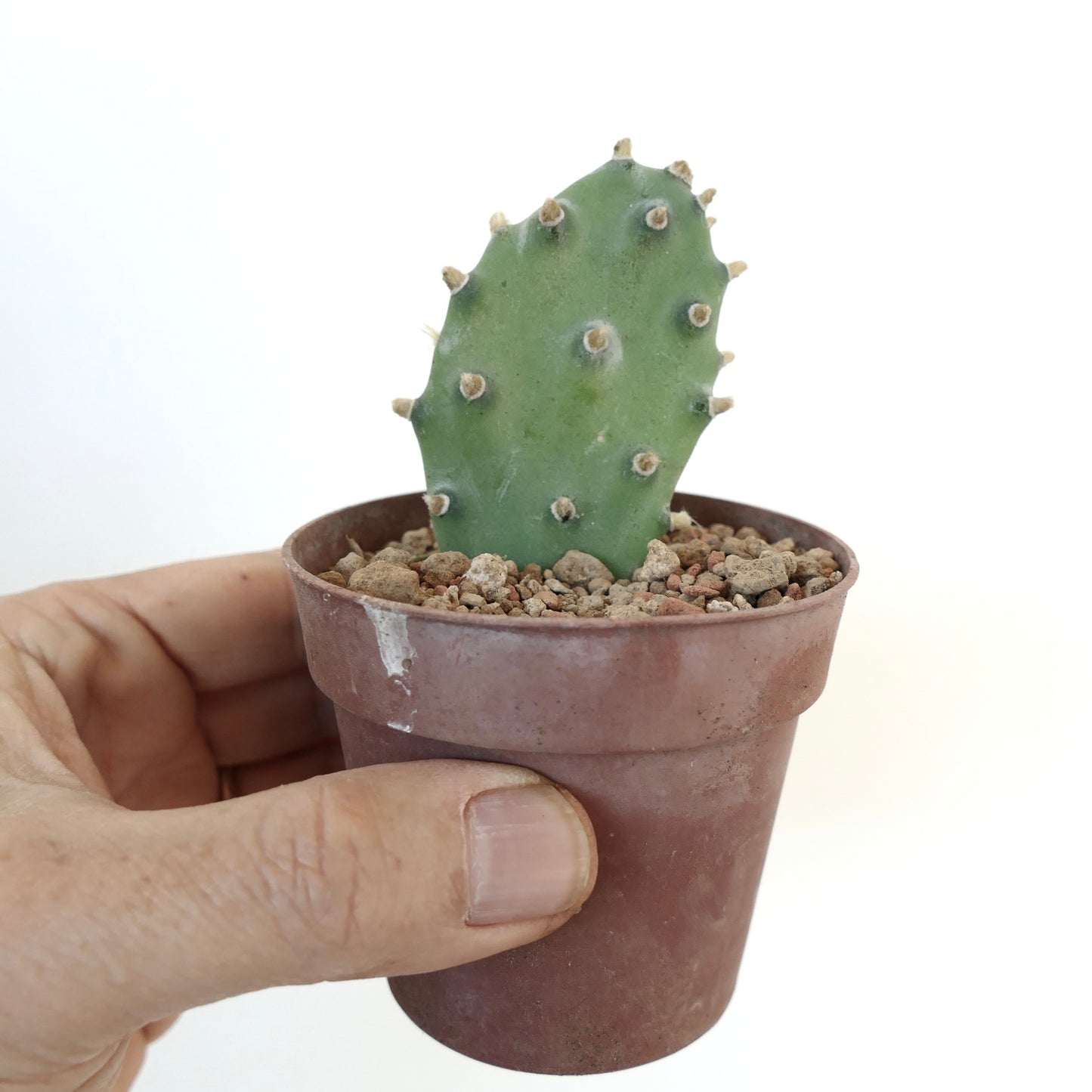 Opuntia sp. "BAKAMI" ex Thailand (unrooted) 5Q5