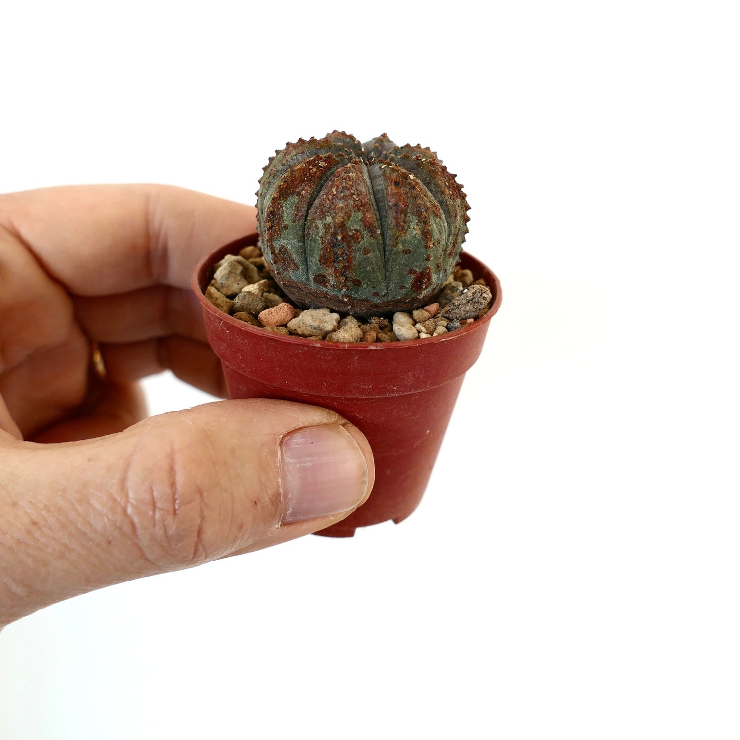 Euphorbia obesa BROWN MARKS 273SA