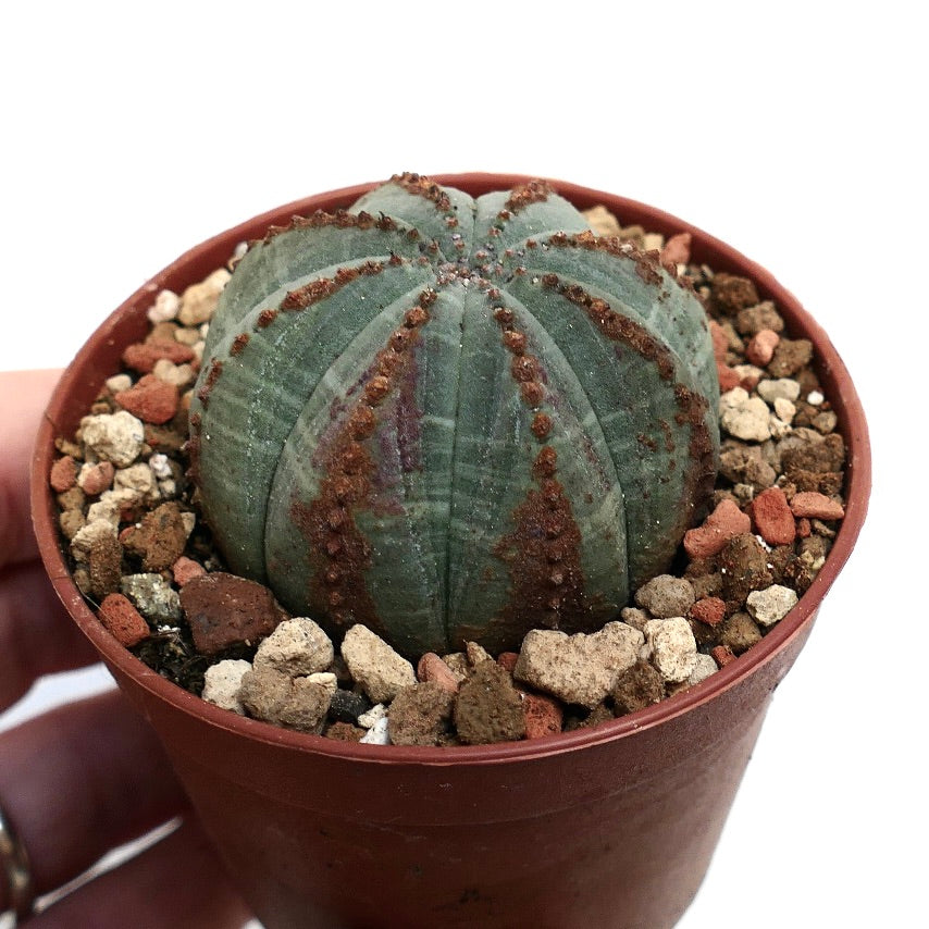 Euphorbia obesa BROWN MARKS