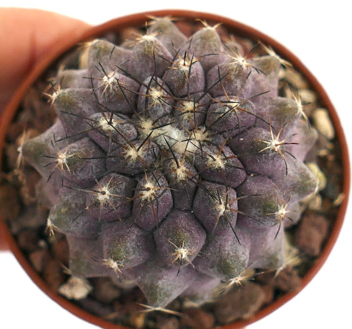 Copiapoa humilis Q25