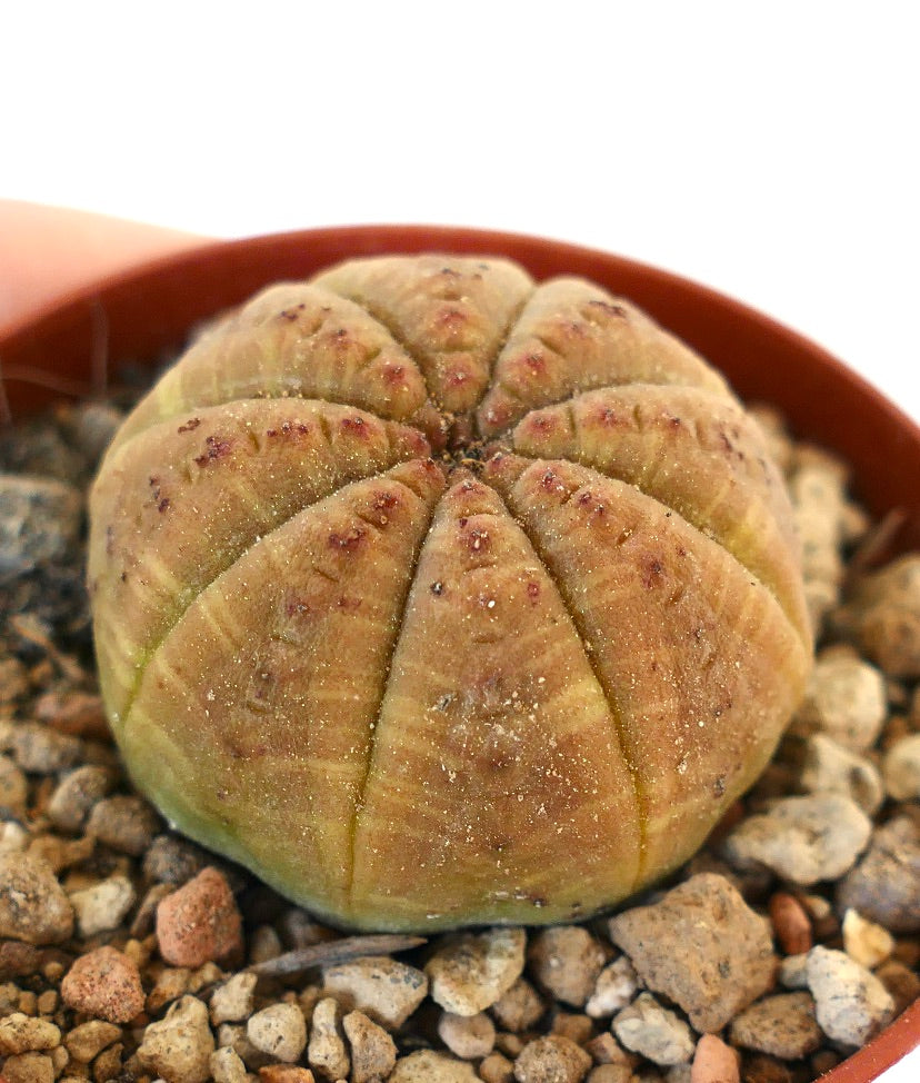 Euphorbia obesa ORANGE BODY NA3