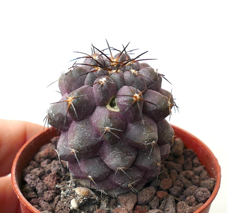 Copiapoa cinerea X griseoviolacea F9