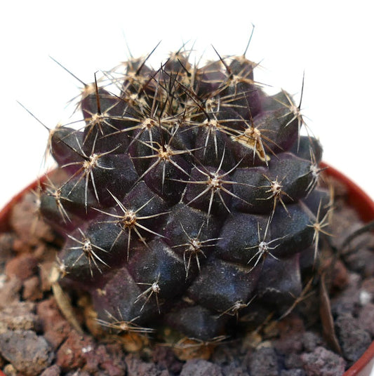 Copiapoa tenuissima SAB82