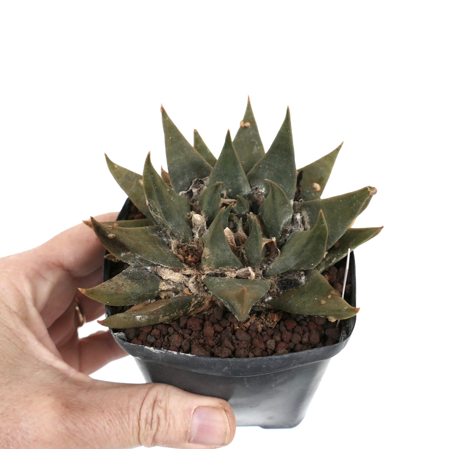 Ariocarpus trigonus var. major D8