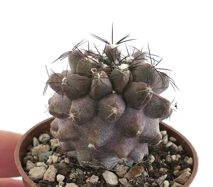 Copiapoa cinerea KIKKO X humilis C128B