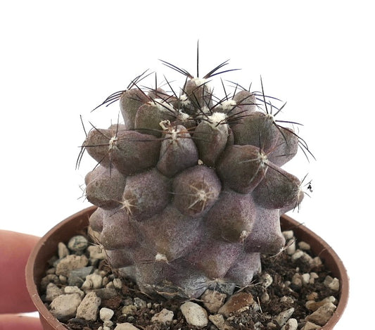 Copiapoa cinerea KIKKO X humilis C128B