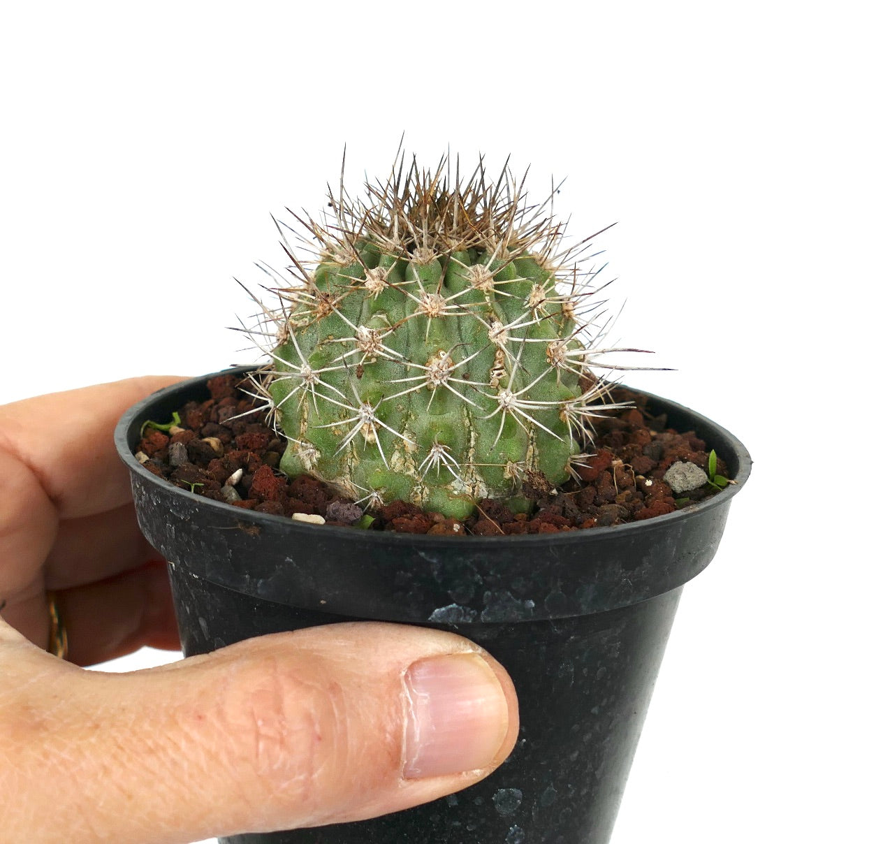 Copiapoa variispinata (Quebrada Izcuna on the south of Caleta Botija)