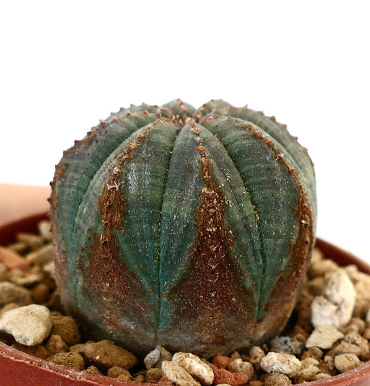 Euphorbia obesa 45R