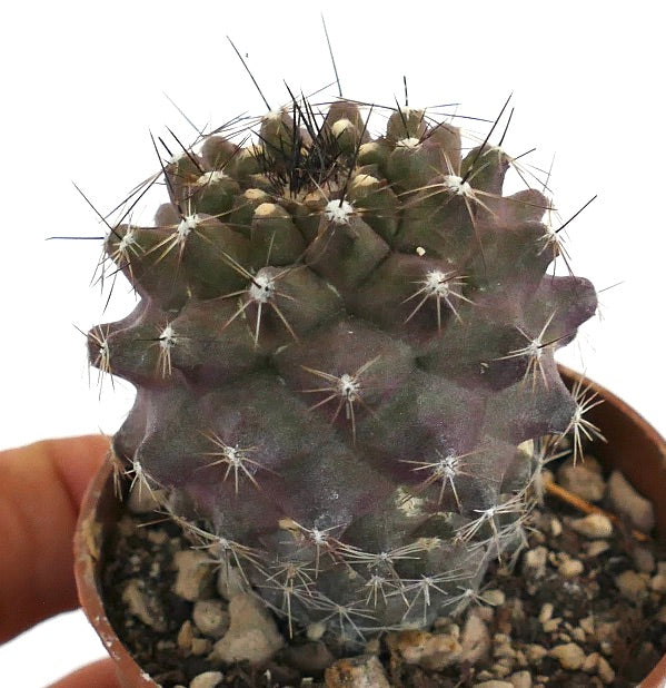 Copiapoa humilis FDN1